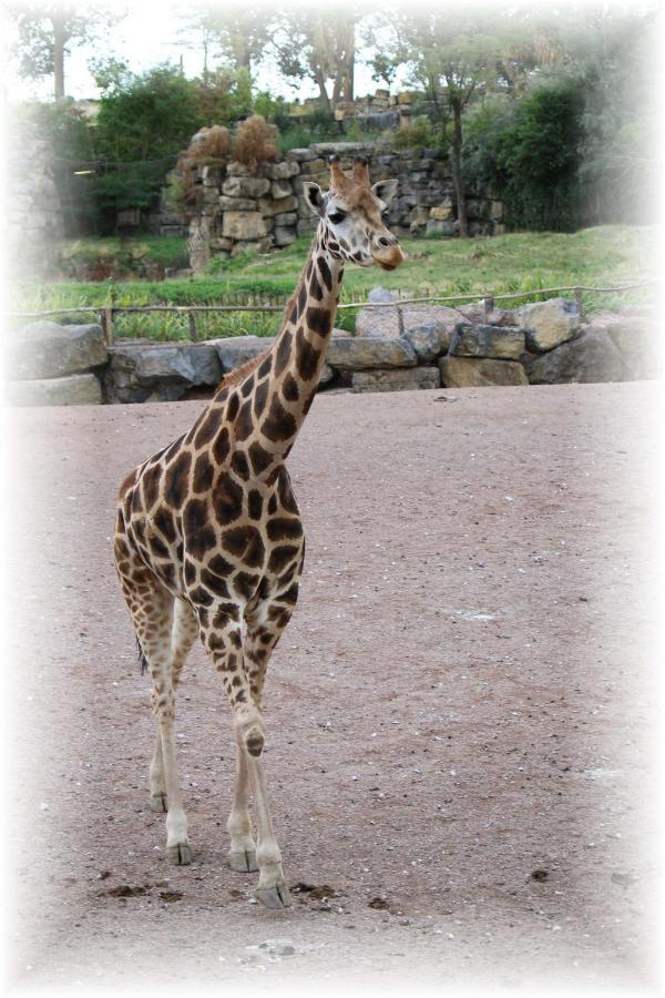 Bulle D Evasion Silly Pres De Pairi Daiza Bed & Breakfast Exterior foto
